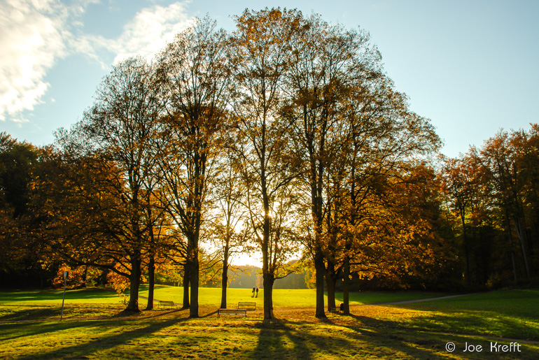 Herbstfotos: das Spiel mit Licht und Schatten. Wald oder Baum in der tiefstehenden Sonne mit langen Schatten.