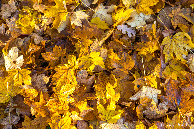 Herbstfotos: das Farbenspiel mit den Blättern