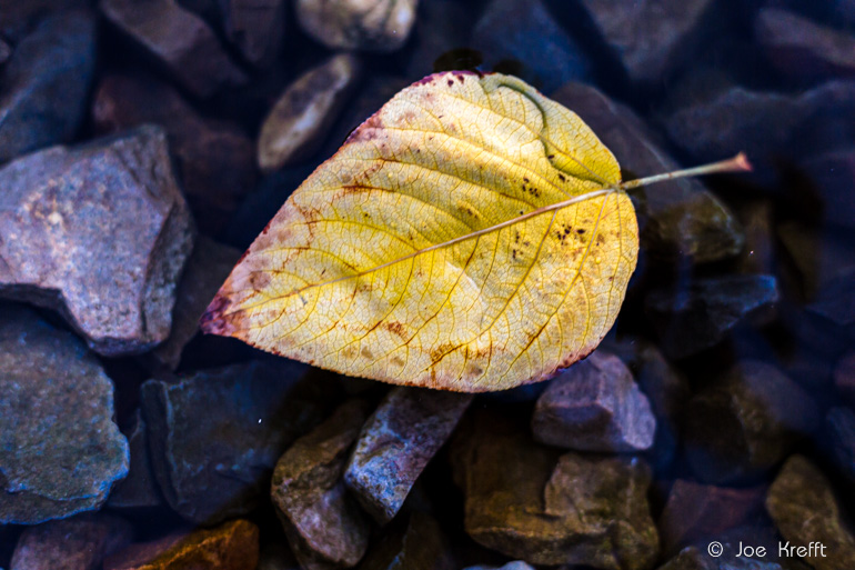Herbstfotos: Das Spiel mit Kontrasten, goldgelbes Blatt auf dunklem Hintergrund