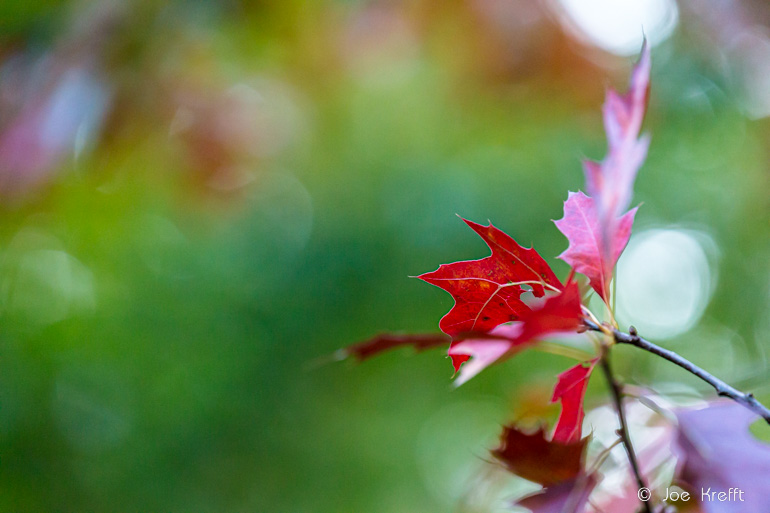 Herbstfotos: das Farbenspiel mit den Blättern