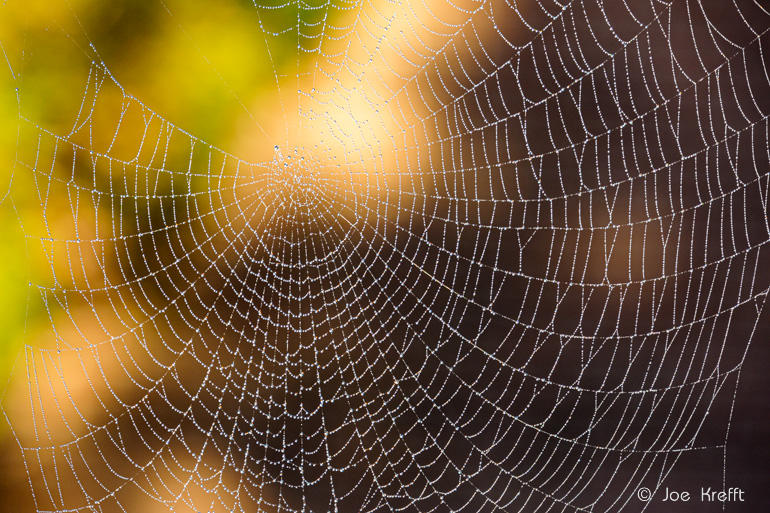 Herbstfotos: tolle Spinnennetze im herbstlichen Sonnenschein