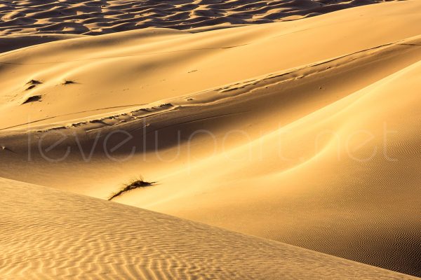 Sahara Wüstendünen